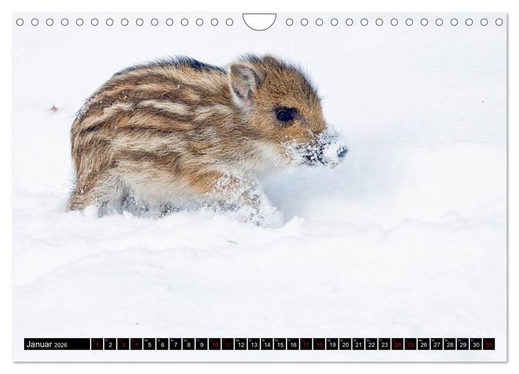 Produktbild: Nordhessens Tierkinder (Wandkalender 2026 DIN A4 quer), CALVENDO Monatskalender