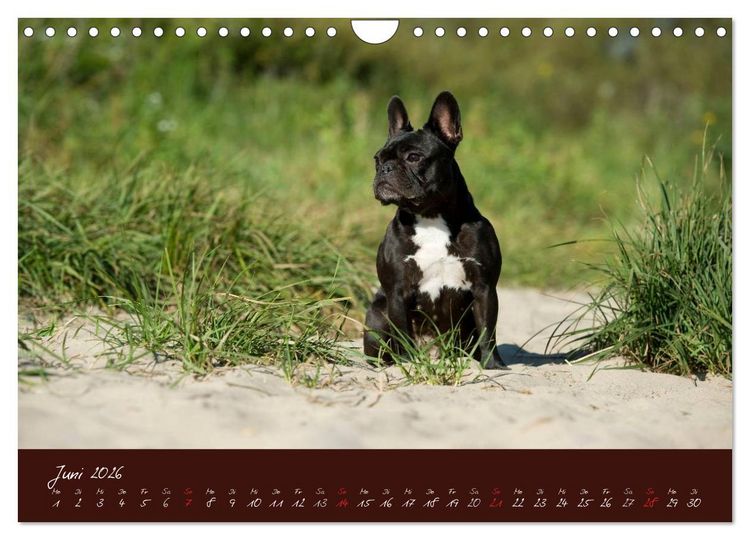 Produktbild: Franz&ouml;sische Bulldoggen (Wandkalender 2026 DIN A4 quer), CALVENDO Monatskalender