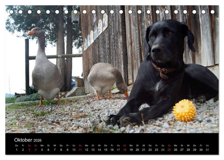 Produktbild: Der schwarze Hund und seine Freunde (Tischkalender 2026 DIN A5 quer), CALVENDO Monatskalender