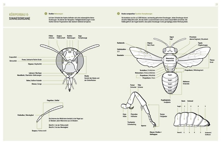 Produktbild: Wildbienenhelfer
