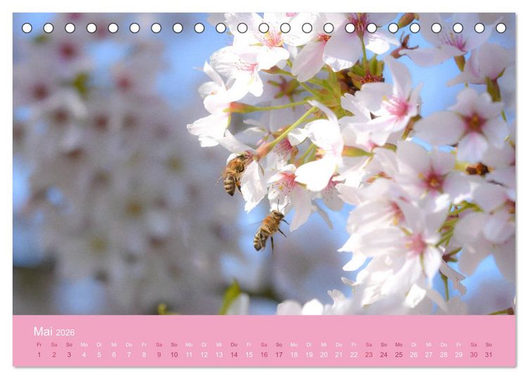 Produktbild: Zarte Kirschbl&uuml;ten - Berauschende Gedankend&uuml;fte (Tischkalender 2026 DIN A5 quer), CALVENDO Monatskalender