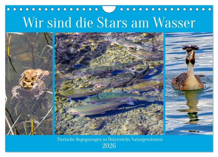 Produktbild: Wir sind die Stars am Wasser (Wandkalender 2026 DIN A4 quer), CALVENDO Monatskalender