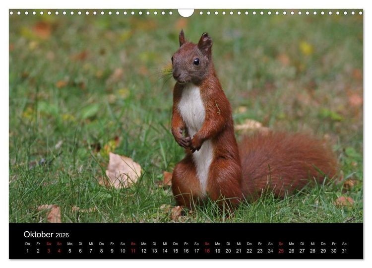 Produktbild: Artist im Garten. Das Eichh&ouml;rnchen (Wandkalender 2026 DIN A3 quer), CALVENDO Monatskalender