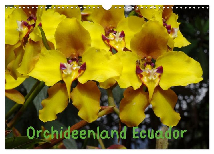 Produktbild: Orchideenland Ecuador (Wandkalender 2026 DIN A3 quer), CALVENDO Monatskalender