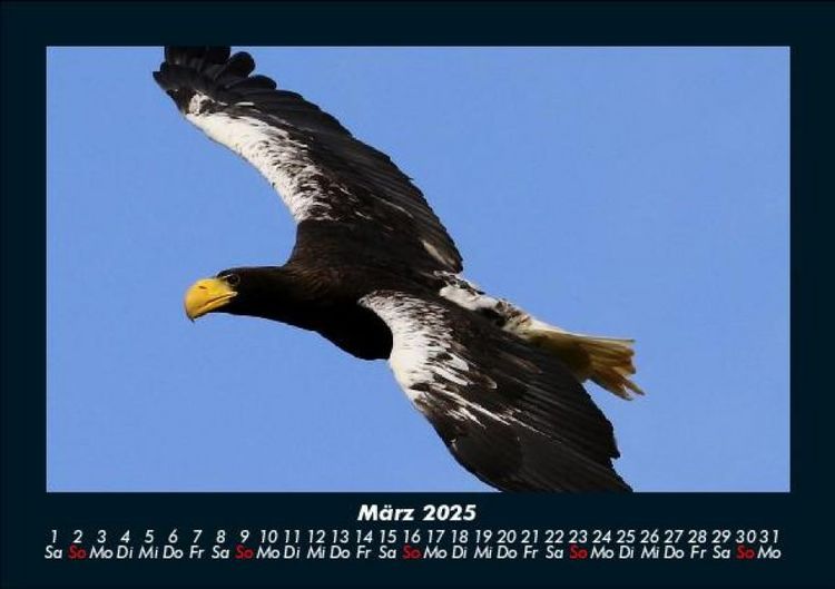 Produktbild: Adler 2025 Fotokalender DIN A5
