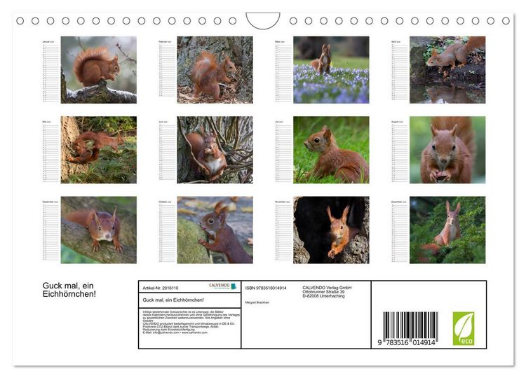 Produktbild: Guck mal, ein Eichh&ouml;rnchen! (Wandkalender 2026 DIN A4 quer), CALVENDO Monatskalender