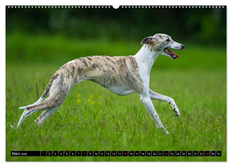 Produktbild: Schnell wie der Wind - Whippet (Wandkalender 2026 DIN A2 quer), CALVENDO Monatskalender