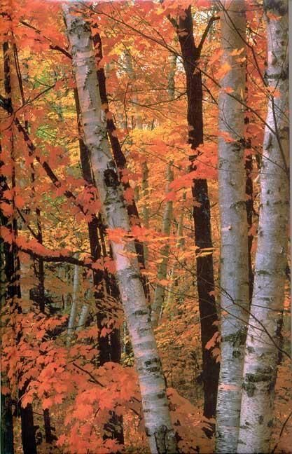 Produktbild: Fall Birches Blank Journal