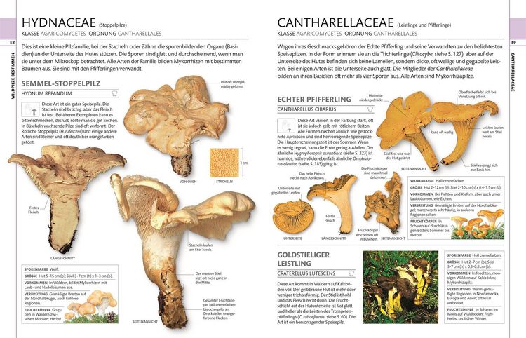 Produktbild: Pilze