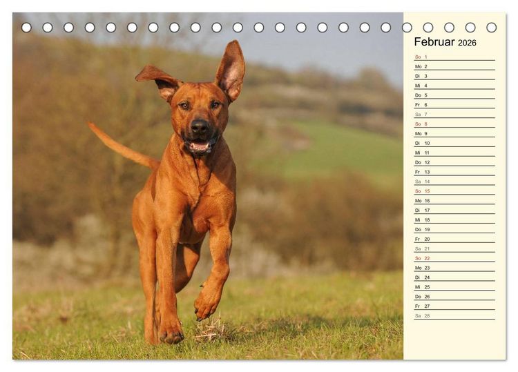 Produktbild: Rhodesian Ridgeback 2026 (Tischkalender 2026 DIN A5 quer), CALVENDO Monatskalender