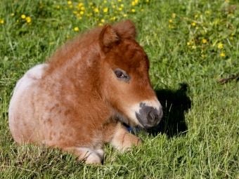 Produktbild: CALVENDO Puzzle Liegendes Pony-Fohlen | 1000 Teile Lege-Gr&ouml;&szlig;e 64x48cm Foto-Puzzle f&uuml;r gl&uuml;ckliche Stunden