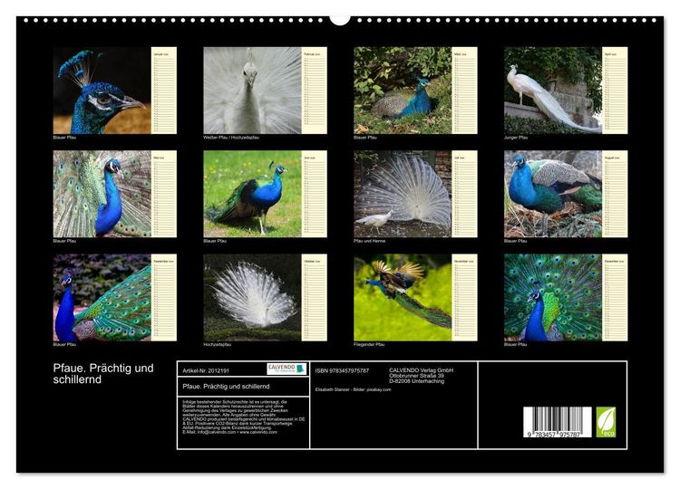 Produktbild: Pfaue. Pr&auml;chtig und schillernd (hochwertiger Premium Wandkalender 2026 DIN A2 quer), Kunstdruck in Hochglanz