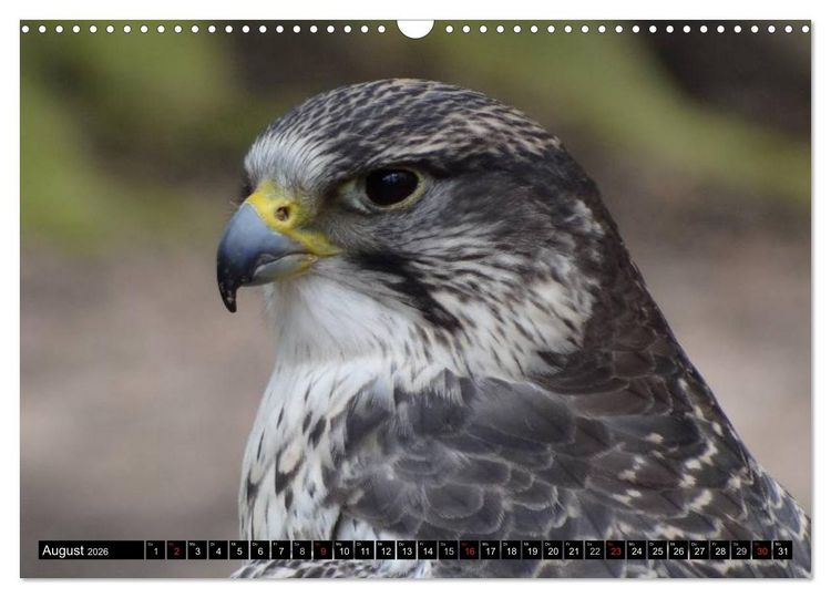 Produktbild: Adler und Greife - K&ouml;nige des Himmels (Wandkalender 2026 DIN A3 quer), CALVENDO Monatskalender