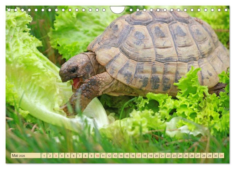 Produktbild: Schildkr&ouml;ten - Gepanzerte Urzeitwesen (Wandkalender 2026 DIN A4 quer), CALVENDO Monatskalender