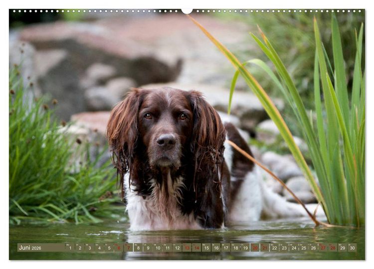 Produktbild: Passion Jagdhund - Kleiner M&uuml;nsterl&auml;nder (Wandkalender 2026 DIN A2 quer), CALVENDO Monatskalender