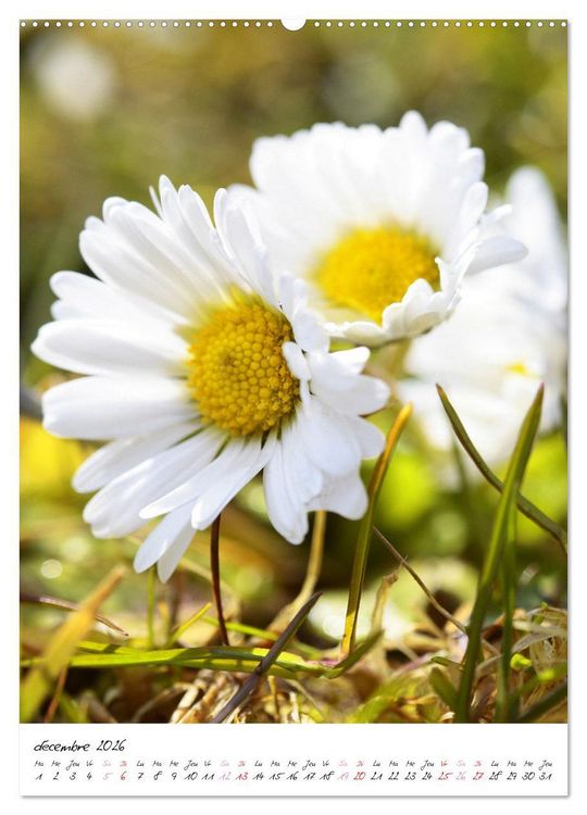 Produktbild: Heureux au jardin (Calendrier mural 2026 DIN A2 horizontal) calendrier de bureau