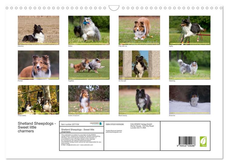 Produktbild: Shetland Sheepdogs - Sweet little charmers (Wall Calendar 2026 DIN A3 landscape), CALVENDO 12 Month Wall Calendar