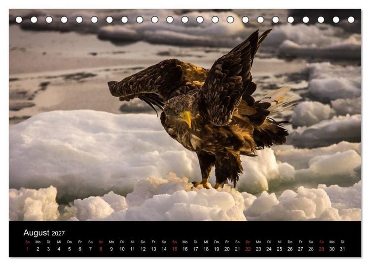 Produktbild: Seeadler - K&ouml;nige der L&uuml;fte (Tischkalender 2027 DIN A5 quer), CALVENDO Monatskalender
