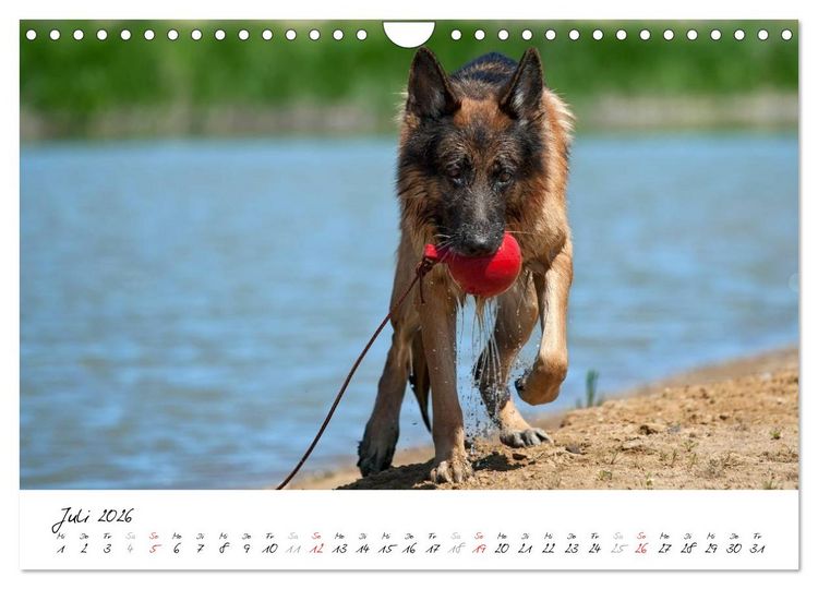 Produktbild: Sch&auml;ferhunde Seelenhunde (Wandkalender 2026 DIN A4 quer), CALVENDO Monatskalender