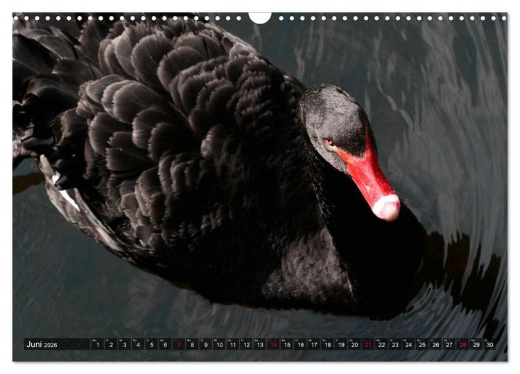Produktbild: Tierisch gut: Wasserv&ouml;gel (Wandkalender 2026 DIN A3 quer), CALVENDO Monatskalender