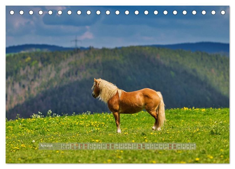 Produktbild: Haflinger Pferde in Th&uuml;ringen (Tischkalender 2026 DIN A5 quer), CALVENDO Monatskalender