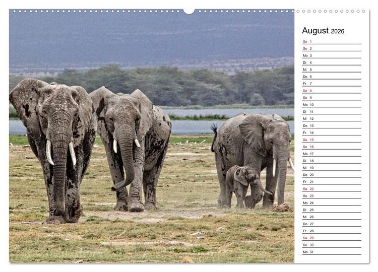 Produktbild: Elefanten . Wildlife in Kenia (hochwertiger Premium Wandkalender 2026 DIN A2 quer), Kunstdruck in Hochglanz