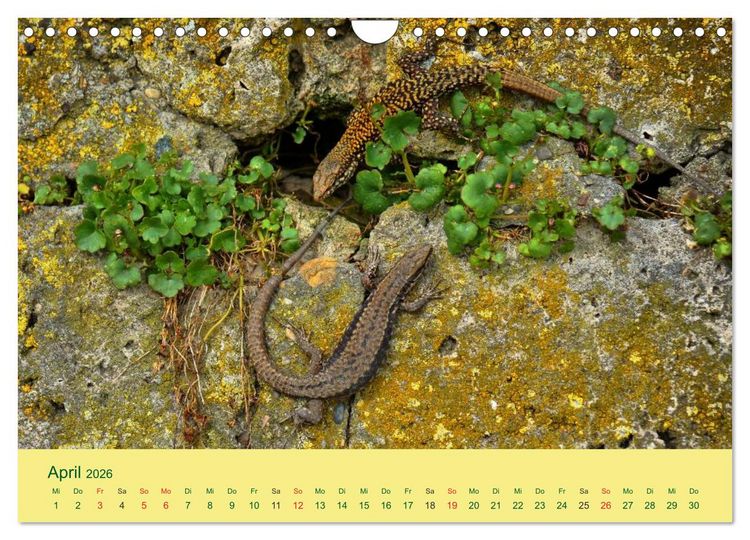 Produktbild: Flinke Eidechsen (Wandkalender 2026 DIN A4 quer), CALVENDO Monatskalender