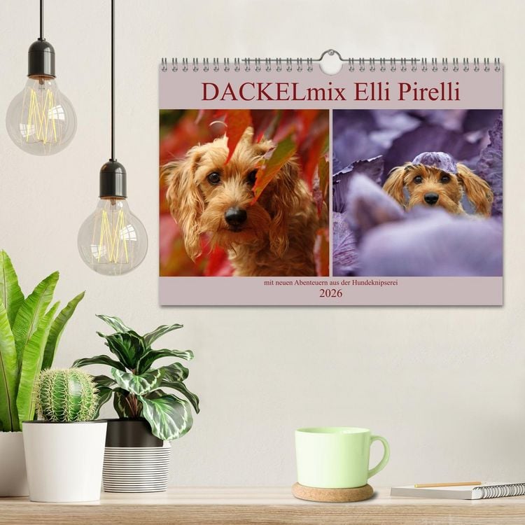Produktbild: DACKELmix Elli Pirelli (Wandkalender 2026 DIN A4 quer), CALVENDO Monatskalender