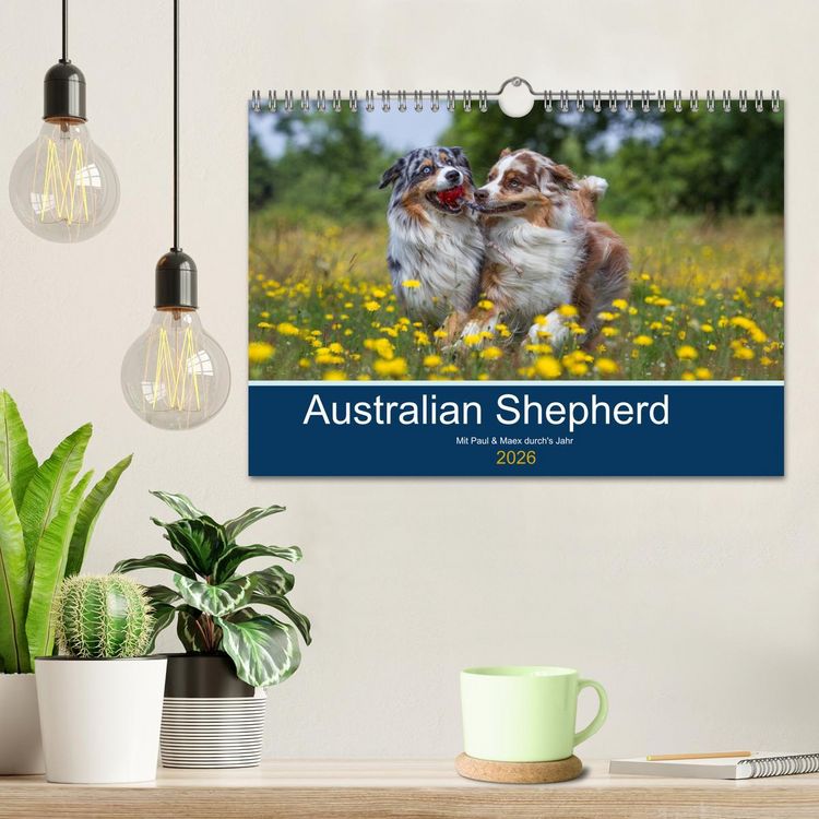 Produktbild: Australian Shepherd 2026 (Wandkalender 2026 DIN A4 quer), CALVENDO Monatskalender