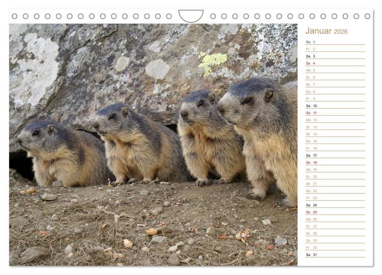 Produktbild: Wildlife - Verspielte Murmeltiere (Wandkalender 2026 DIN A4 quer), CALVENDO Monatskalender