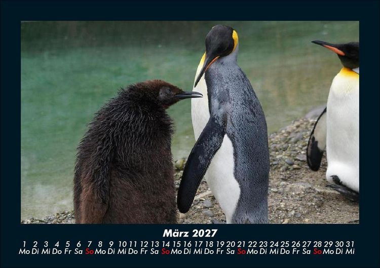 Produktbild: Tierkalender 2027 Fotokalender DIN A5
