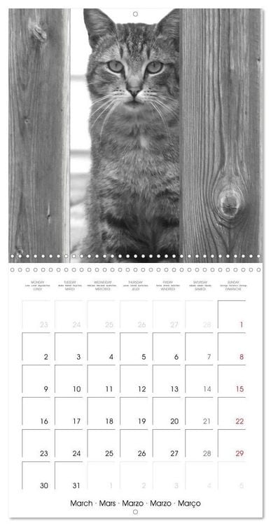 Produktbild: Black and white cat whispers (Wall Calendar 2026 12 &times; 12 Inch) CALVENDO 12 Month Wall Calendar