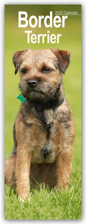 Produktbild: Border Terrier 2025