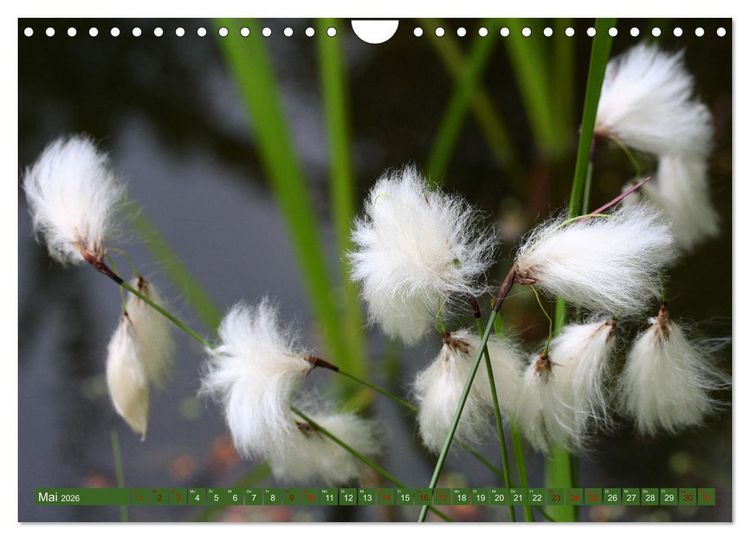 Produktbild: Natur, die bezaubert (Wandkalender 2026 DIN A4 quer), CALVENDO Monatskalender