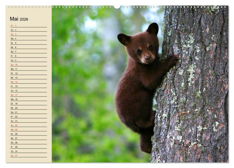 Produktbild: B&auml;ren (hochwertiger Premium Wandkalender 2026 DIN A2 quer), Kunstdruck in Hochglanz