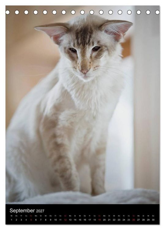 Produktbild: Orientalische Katzen 2027 (Tischkalender 2027 DIN A5 hoch), CALVENDO Monatskalender
