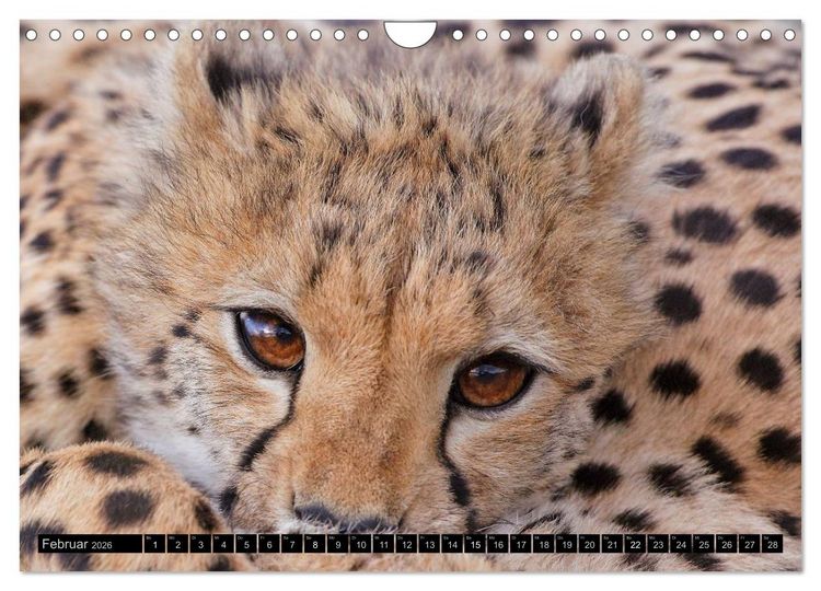 Produktbild: Magie des Augenblicks: Geparde - verschmuste Raubkatzen (Wandkalender 2026 DIN A4 quer), CALVENDO Monatskalender
