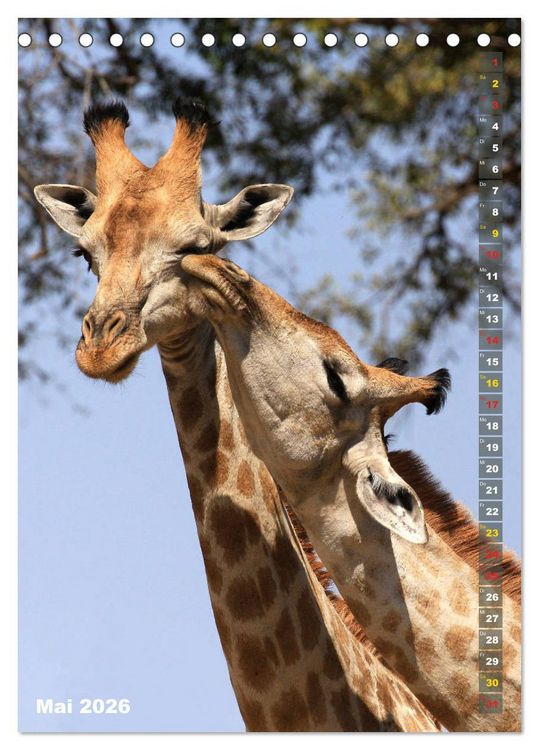 Produktbild: Giraffen - Anmut und Sanftheit (Tischkalender 2026 DIN A5 hoch), CALVENDO Monatskalender