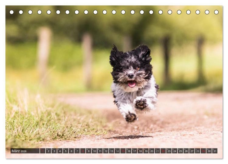 Produktbild: Spa&szlig; mit Havanesern (Tischkalender 2026 DIN A5 quer), CALVENDO Monatskalender