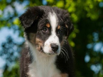 Produktbild: CALVENDO Puzzle Ein Motiv aus dem Kalender Bekannt wie ein bunter Hund. Australian Shepherd - Familienplaner hoch | 1000 Teile Lege-Gr&ouml;&szlig;e 64x48cm Foto