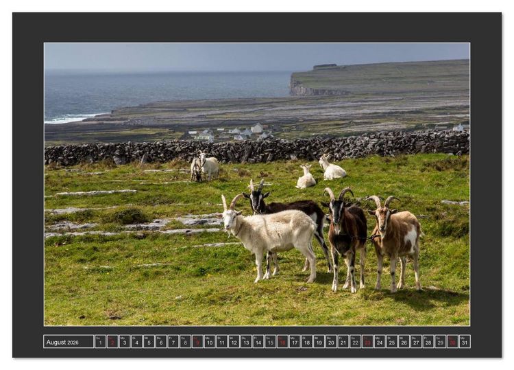 Produktbild: IRLAND - Insel der gl&uuml;cklichen Schafe (Tischkalender 2026 DIN A5 quer), CALVENDO Monatskalender