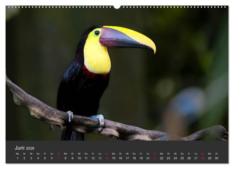 Produktbild: Costa Rica tierisch gut 2026 (hochwertiger Premium Wandkalender 2026 DIN A2 quer), Kunstdruck in Hochglanz