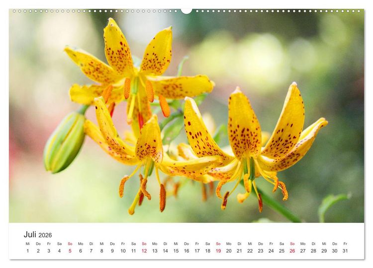 Produktbild: Feurige Lilien (hochwertiger Premium Wandkalender 2026 DIN A2 quer), Kunstdruck in Hochglanz