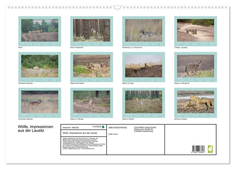 Produktbild: W&ouml;lfe, Impressionen aus der Lausitz (Wandkalender 2026 DIN A2 quer), CALVENDO Monatskalender