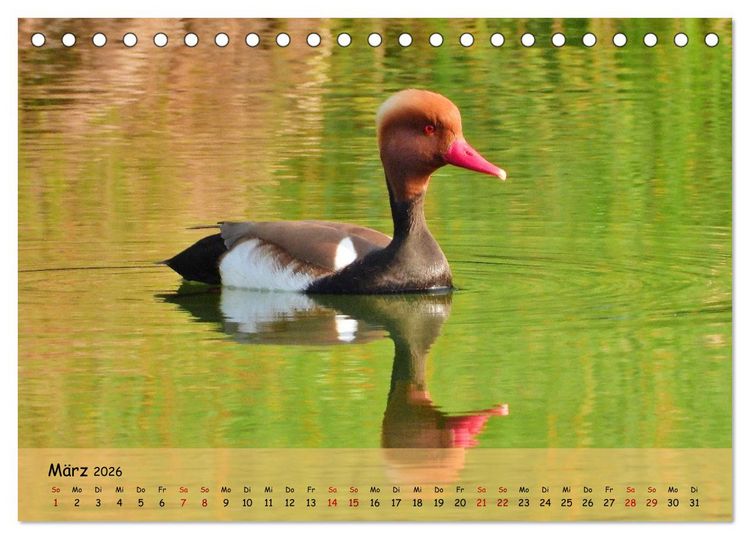 Produktbild: Faszination Zugv&ouml;gel - Rekorde in der Vogelwelt (Tischkalender 2026 DIN A5 quer), CALVENDO Monatskalender