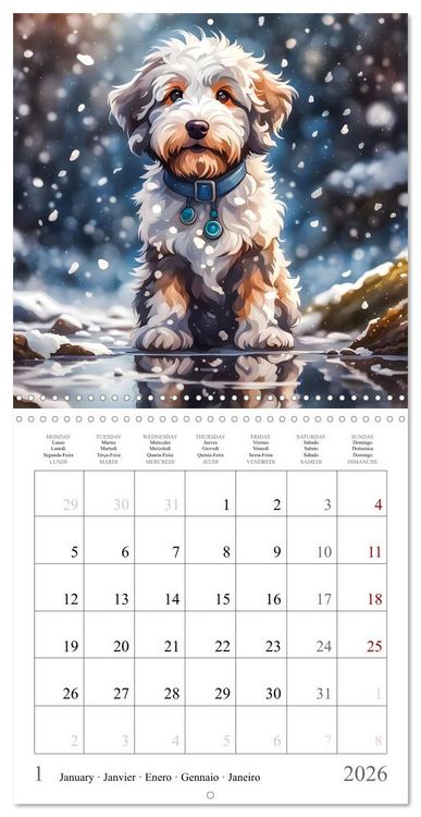 Produktbild: Hi, I am an Aussiedoodle (Wall Calendar 2026 12 &times; 12 Inch) CALVENDO 12 Month Wall Calendar