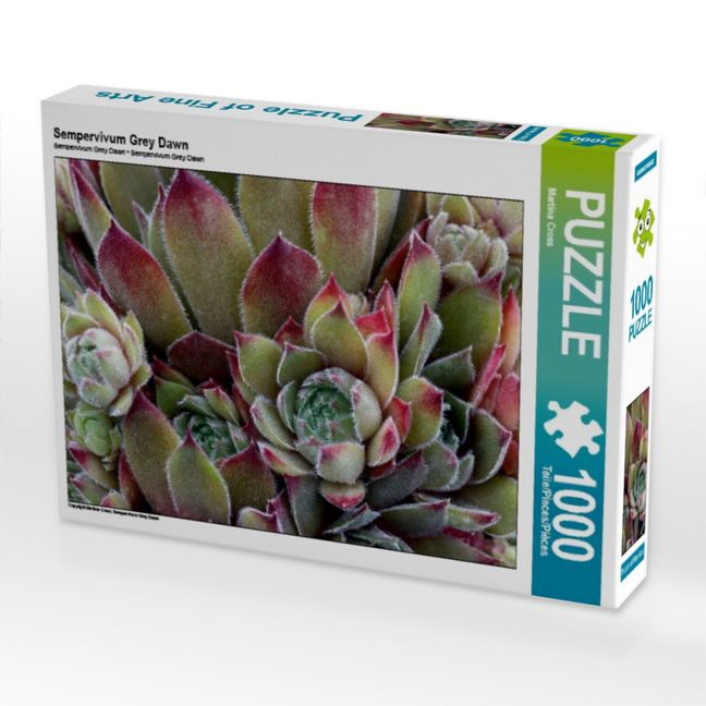 Produktbild: CALVENDO Puzzle Sempervivum Grey Dawn | 1000 Teile Lege-Gr&ouml;&szlig;e 64x48cm Foto-Puzzle f&uuml;r gl&uuml;ckliche Stunden