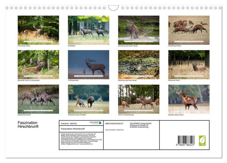 Produktbild: Faszination Hirschbrunft (Wandkalender 2026 DIN A3 quer), CALVENDO Monatskalender