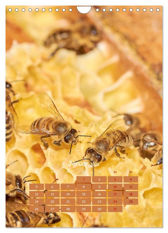 Produktbild: Gesch&auml;ftig wie im Bienenstock (Wandkalender 2026 DIN A4 hoch), CALVENDO Monatskalender