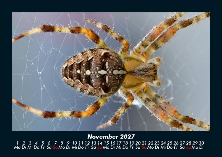 Produktbild: Tiere in der Wildnis 2027 Fotokalender DIN A5